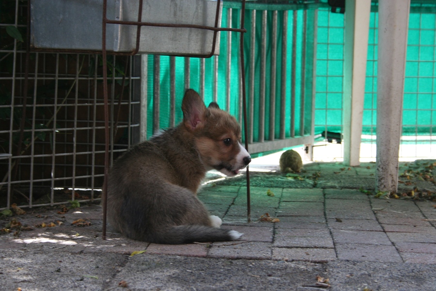 Puppies